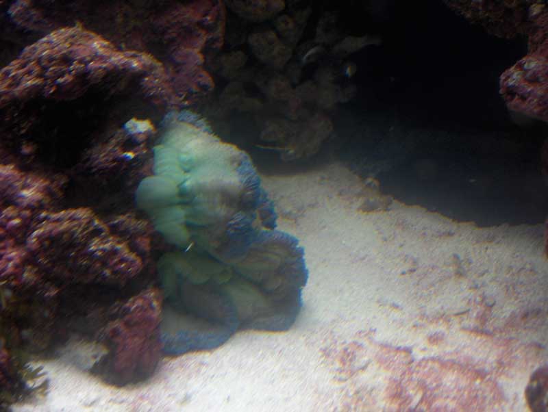 anemone-fra-siden.jpg
