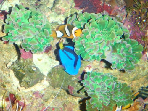 P5300560 (600 x 450).jpg