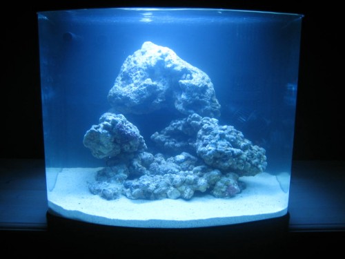 reef 009.jpg