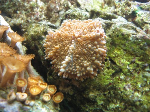 Ricordea