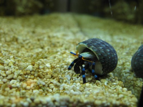 Så kom der også eremitkrabs