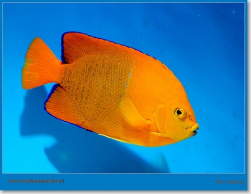 sHolacanthus%20clarionensis%2007.jpg