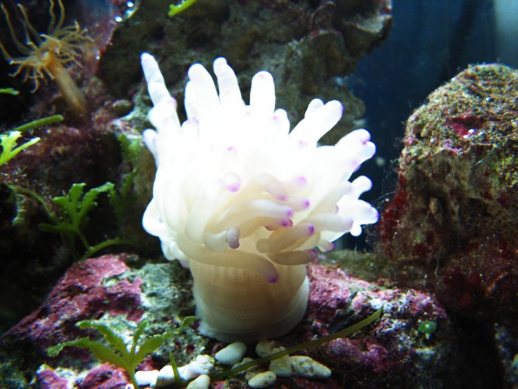 condylactis gigantea ca. 3 cm. i diameter