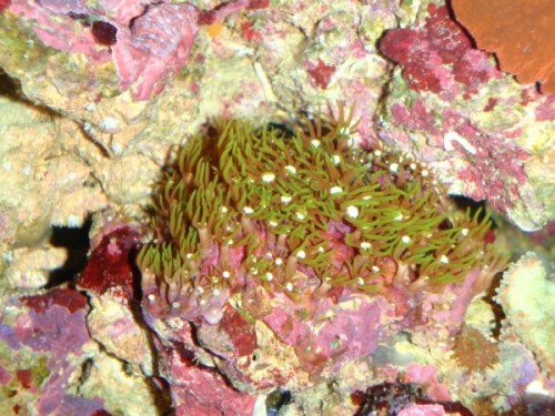 grøn stjernepolyp.jpg