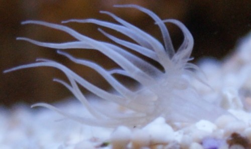 den lille anemone