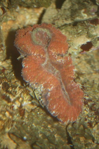 Lobophyllia med fangarme ude om natten