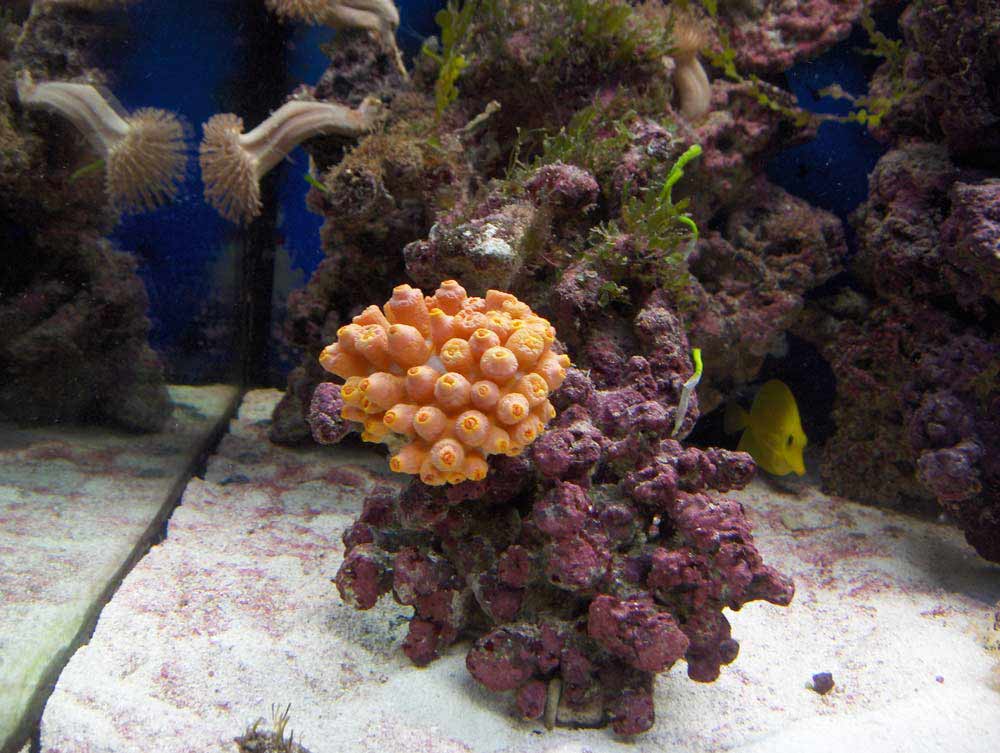 solkoral230406.jpg