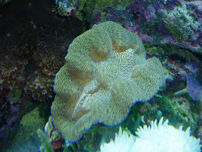 Tridacna derasa.JPG