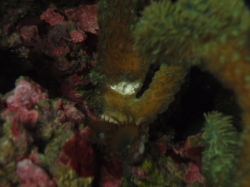 Hydnophora02.jpg