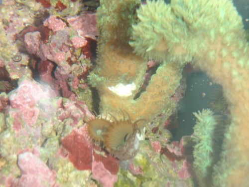 Hydnophora01 (600 x 450).jpg