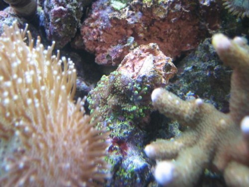 350L reef 019.jpg