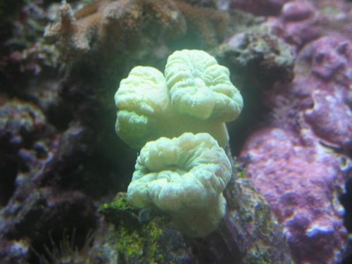 350L reef 016.jpg
