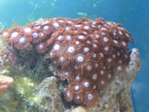 350L reef 015.jpg
