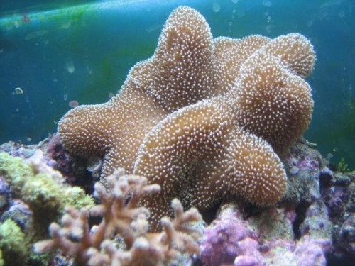 350L reef 013.jpg