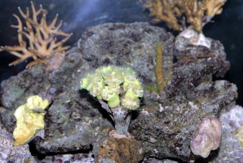 Caulastrea, blitzlys