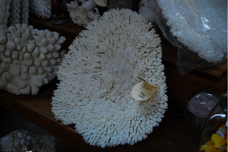 DSC_0012.jpg