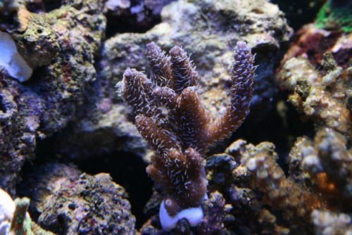 (Acropora Milipora)