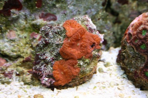 Acanthastrea sp.