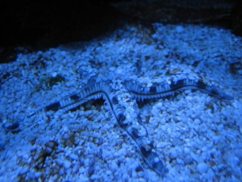 350L reef 040.jpg