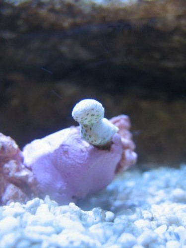 350L reef 055.jpg