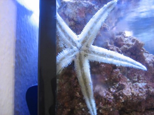 350L reef 048.jpg