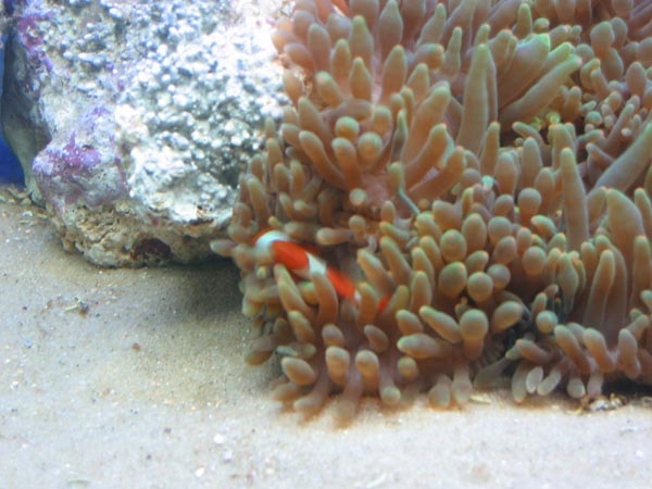 &amp;quot;Nemo&amp;quot; boltre sig i anemone.