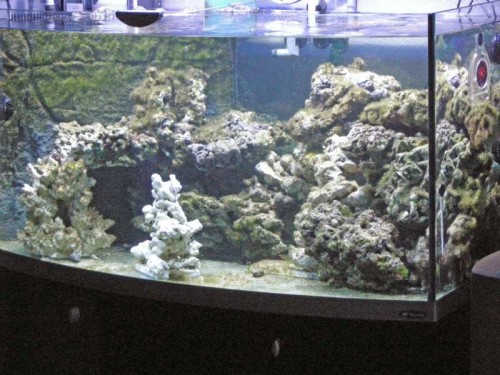 Koral 01_4.JPG