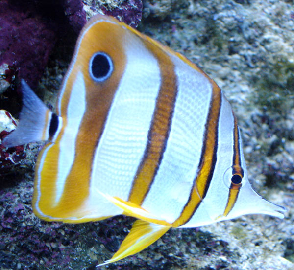 Chelmon rostratus