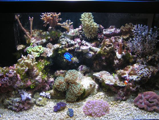 akvarie 1.JPG