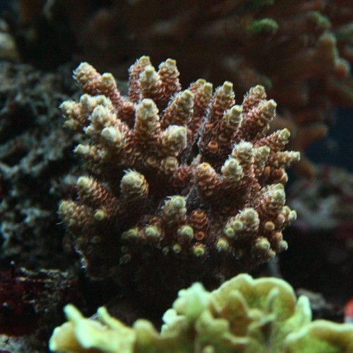 Millepora.jpg