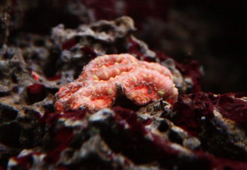 Acan 2.jpg