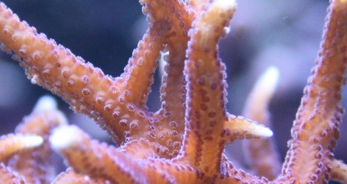Close-up af Hystrix.
