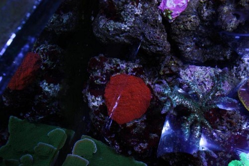 Echinophyllia og acropora taget opppe fra.