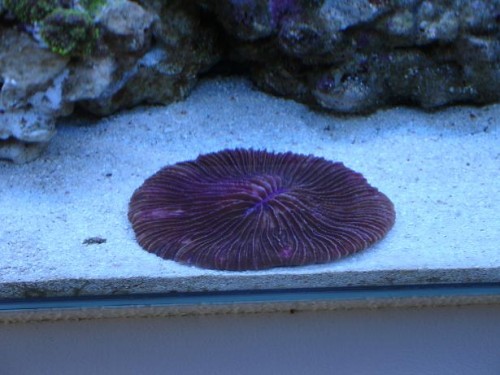 Fungia