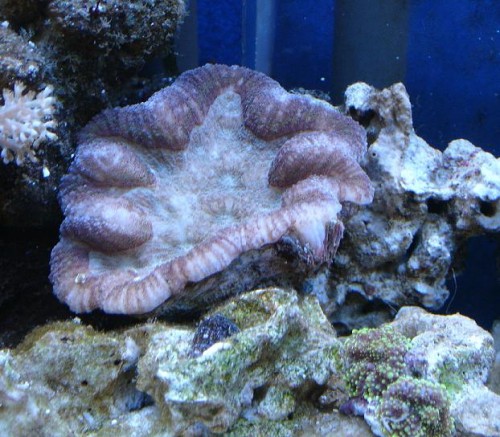 Lobophylia. Jeg fik denne af nielsk. Den var blevet brunlig, men burde være grøn.