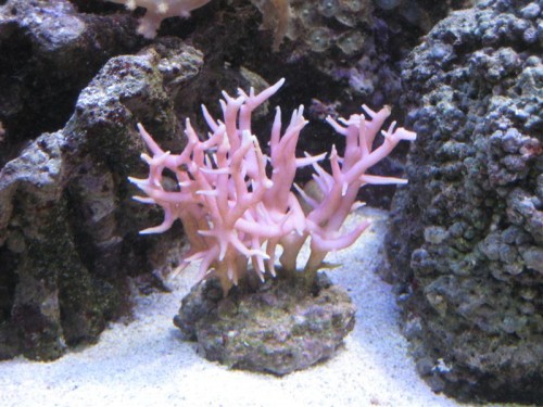 den nye hystrix, men igen, så kan mit kamera ikke fange intense farver. den er virkelig pink den her.
