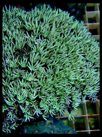 DecOcean koraler 9-8-09 (30) (Large) (Small).JPG