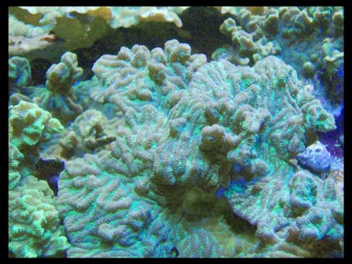 DecOcean koraler 9-8-09 (23) (Large) (Small).JPG