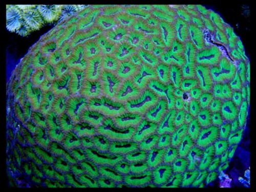DecOcean koraler 9-8-09 (21) (Large) (Small).JPG