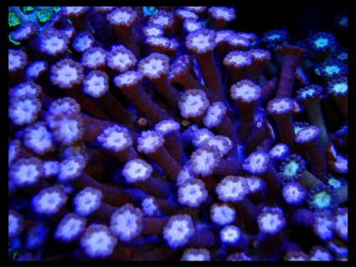 DecOcean koraler 9-8-09 (16) (Large) (Small).JPG