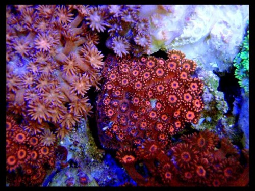 DecOcean koraler 9-8-09 (15) (Large) (Small).JPG