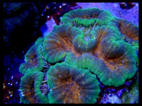 DecOcean koraler 9-8-09 (3) (Large) (Small).JPG