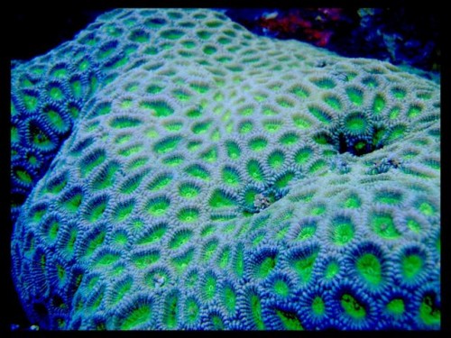 DecOcean koraler 9-8-09 (1) (Large) (Small).JPG