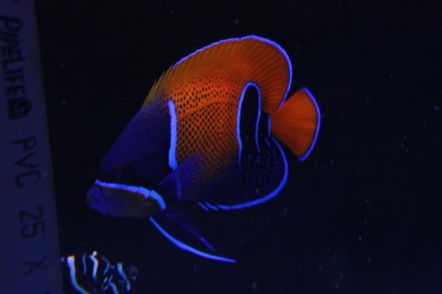 Fed fed pomacanthus navarchus!! Fy den var flot!!