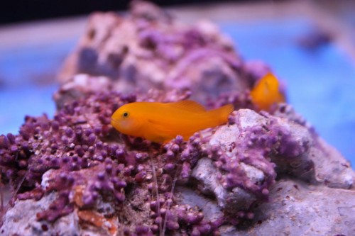 Gobiodon okinawae