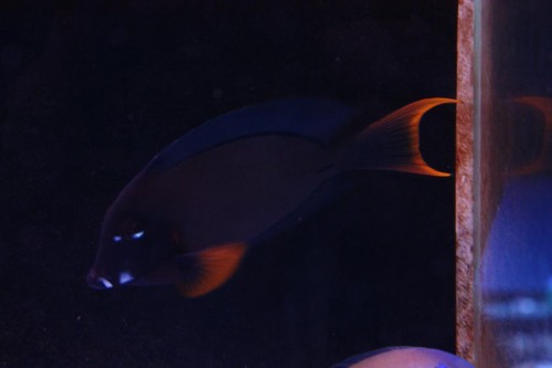 Super flot acanthurus kirurg!!!