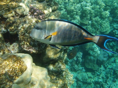 Snorkel El Fanar 030 (Small).jpg