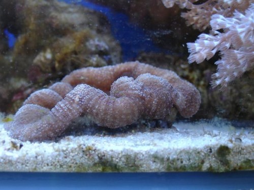 Lobophyllia vokser, 2009-8-2(2)_small.jpg