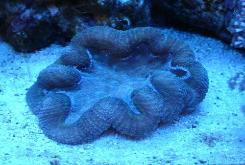Lobohyllia 2009-8-3(2)_small.jpg