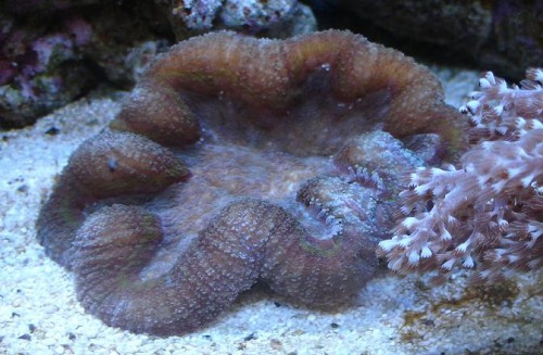 Lobophyllia ser sjov ud, 2009-8-9_small.jpg